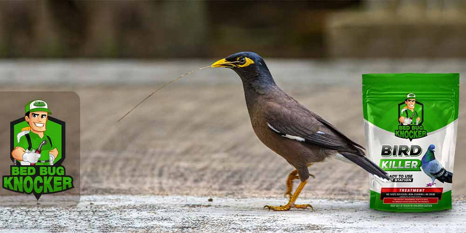 Où trouver le meilleur anti-pigeon et oiseau ?