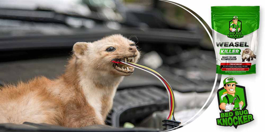 Les fouines coupent souvent les câbles électriques de la voiture. Comment prévenir efficacement ce problème ?