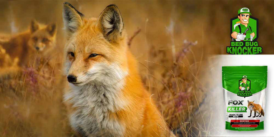 Quel est l’anti-renard le moins cher ?