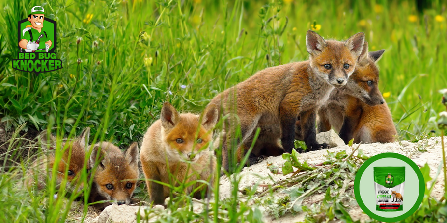 Qu’est-ce qu’un renard ? Tout ce que vous devez savoir