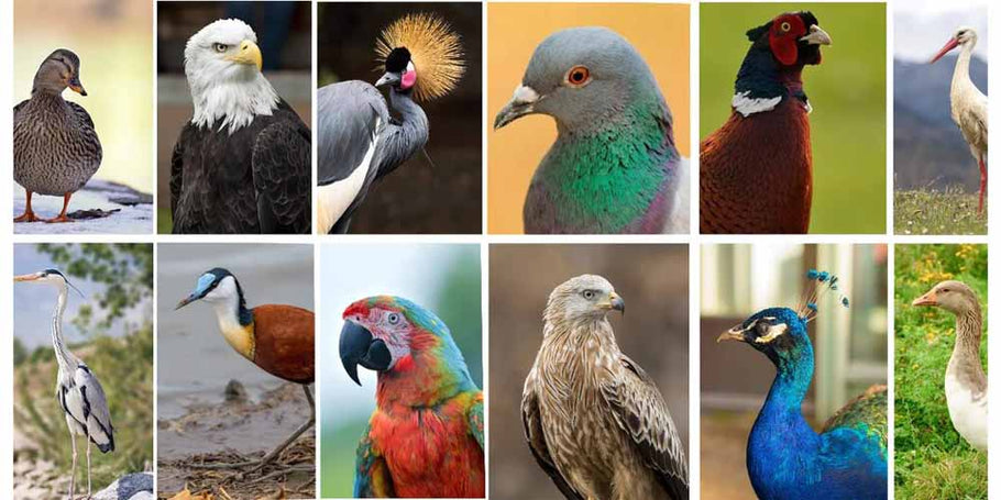 Comment se débarrasser des pigeons et autres espèces d’oiseaux ?